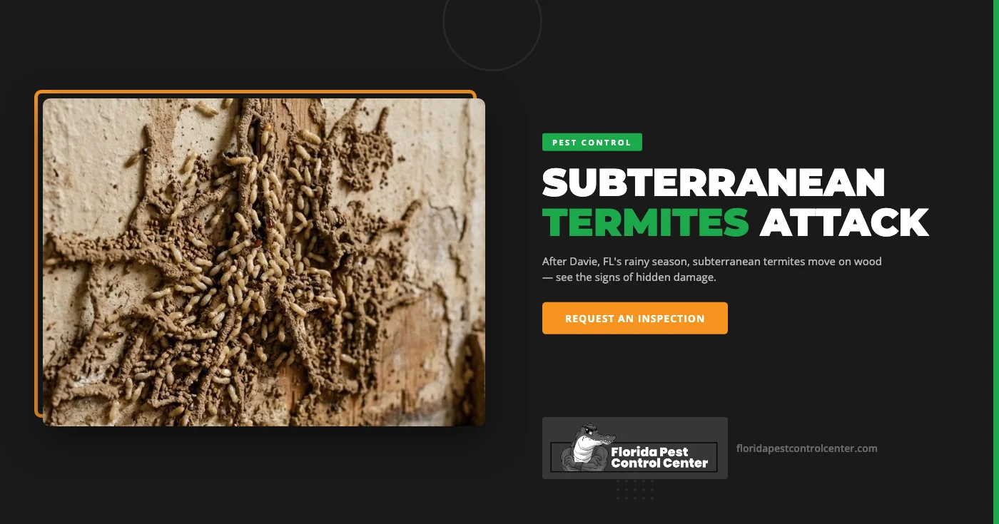 Why Davie, FL Homes Are at Risk for Subterranean Termites After Summer Rain Season