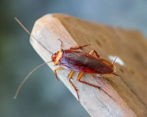 Cockroach Control In Fort Lauderdale, FL