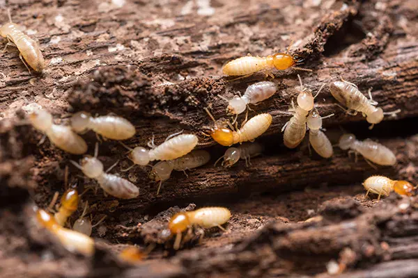 South Florida’s Termite Season