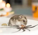 Top 5 Ways to Prevent  Rodent Activity