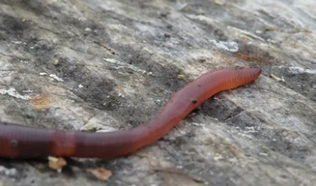 What is a New Guinea Flatworm and How Dangerous is it?