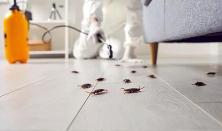 Florida Winter Pest Challenges