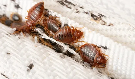 What are the Dangers of Bed Bugs?