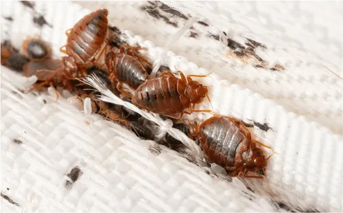 Bed Bug Control in Fort Lauderdale, FL