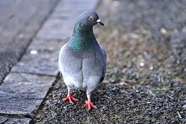 Pigeon Control in Fort Lauderdale, FL