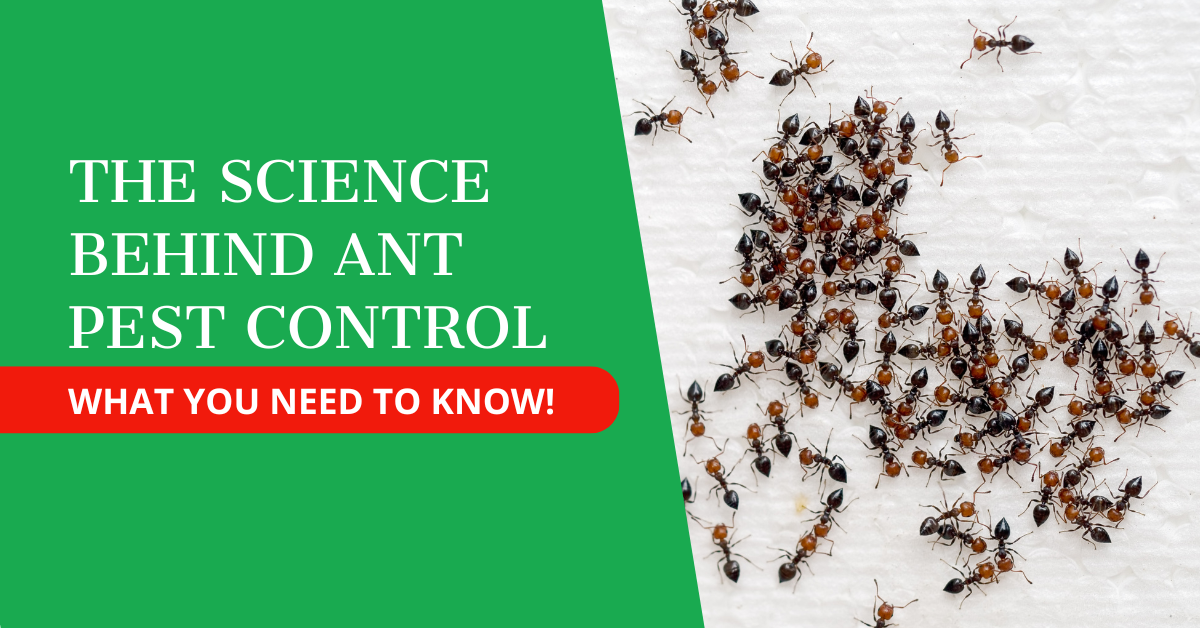 The Science Behind Ant Pest Control: What You Need to Know