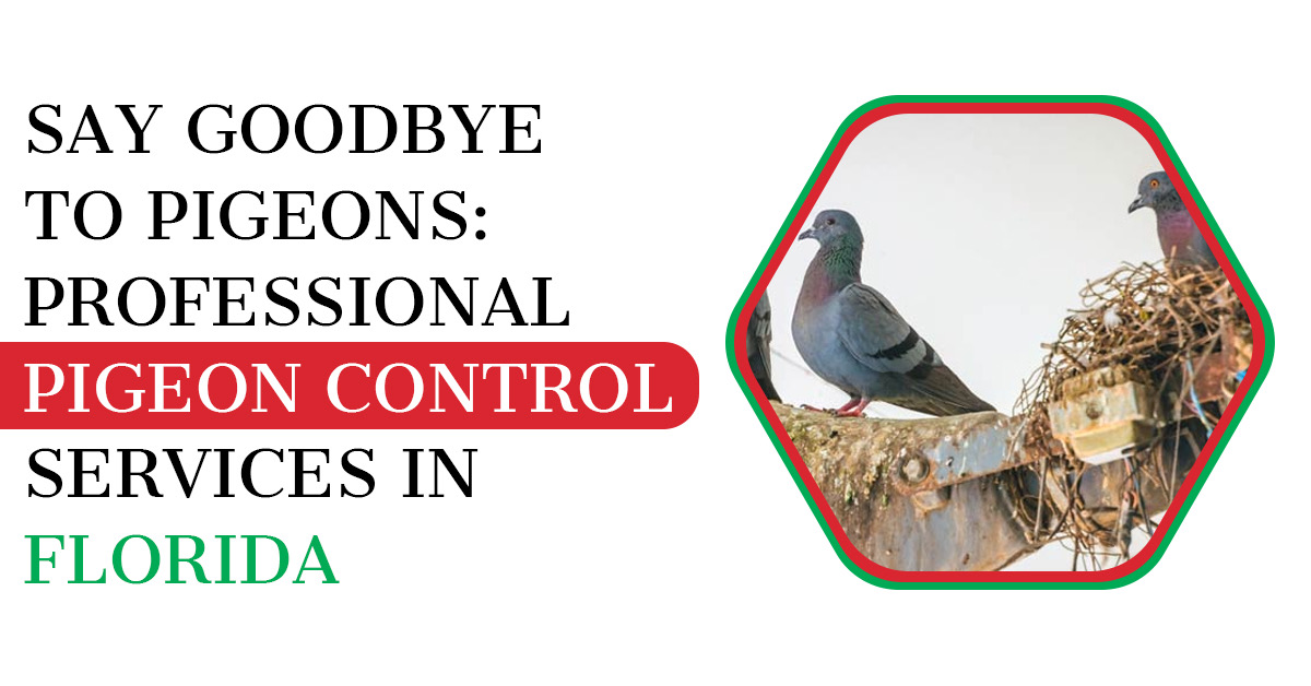 Say Goodbye to Pigeons: Pigeon Control in Florida