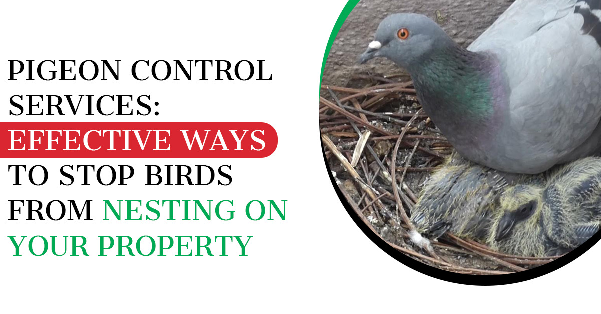 Pigeon Control: Stop Birds from Nesting on Your Property