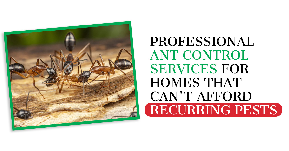 Ant Problems? Ant Control Services for Your Home